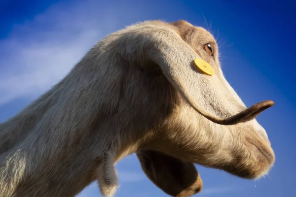 Foto Reproductie Van Het Hoofd Van Een Ionische Geit Van — Stockfoto