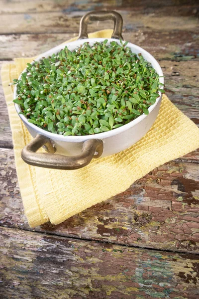 Preparation Vegetarian Dish Growth Chicory Sprouts Rich Minerals Vitamins — Stock Photo, Image