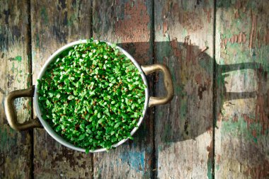 Vejetaryen yemeği hazırlamak mineral ve vitamin açısından zengin hindiba filizleri yetiştirmek. 