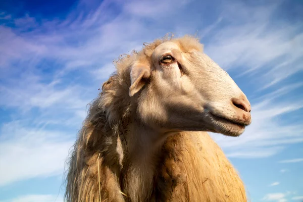 Fotoshoot Van Schapen Voor Wolproductie Voorgrond — Stockfoto