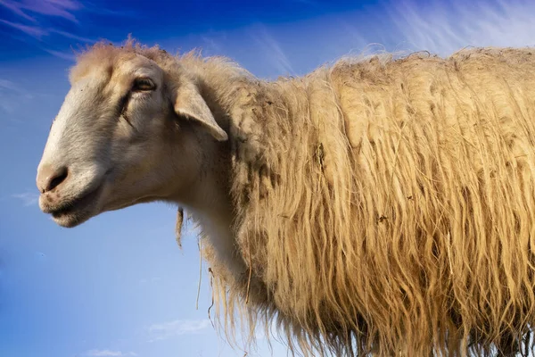 Fotoshoot Van Schapen Voor Wolproductie Voorgrond — Stockfoto