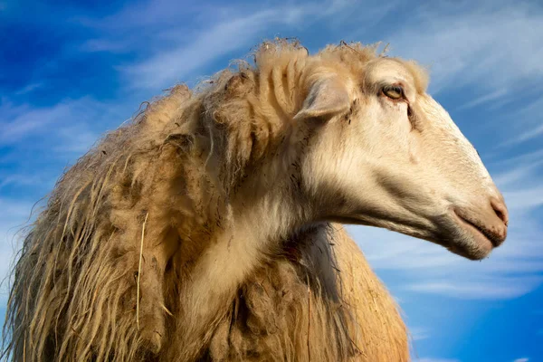 Fotoshoot Van Schapen Voor Wolproductie Voorgrond — Stockfoto