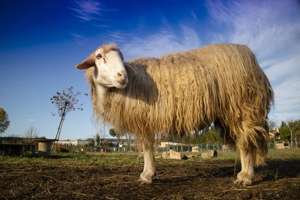 Planda Yün Üretimi Için Koyunun Fotoğraf Çekimi — Stok fotoğraf