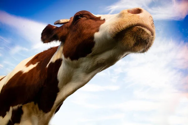 Забавный Веселый Портрет Итальянской Коровы Краснопятнистой Породы — стоковое фото