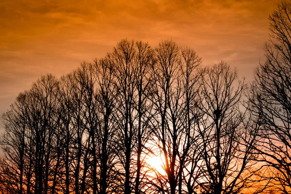 Фотосессия Момента Заката Через Ряд Деревьев Зимой — стоковое фото