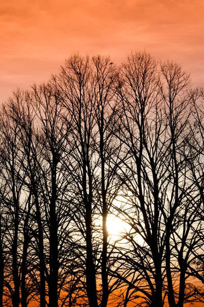 Fotoshoot Van Het Moment Van Zonsondergang Door Een Rij Bomen — Stockfoto