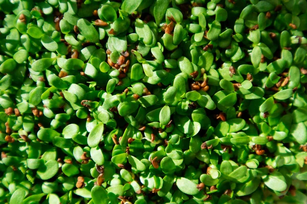 Preparação Prato Vegetariano Base Brotos Chicória Ricos Minerais Vitaminas — Fotografia de Stock