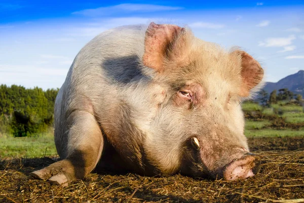 Servizio Fotografico Maialino Scattato Mentre Riposa Prato — Foto Stock