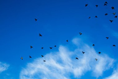 Bulutlu bir gökyüzünde uçan güvercin sürüsü