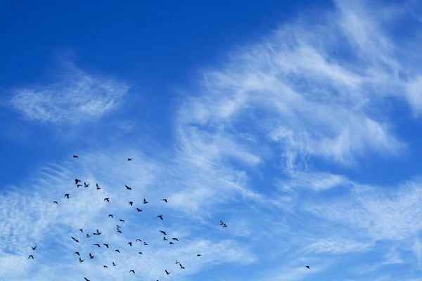 Vista Una Bandada Palomas Volando Cielo Nublado — Foto de Stock