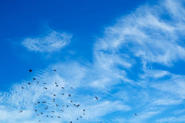 Blick Auf Eine Schar Tauben Die Einem Bewölkten Himmel Fliegen — Stockfoto