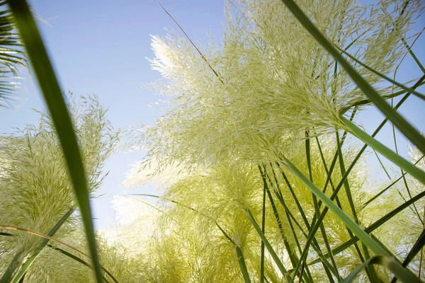 Séance Photo Plante Ornementale Richardii Austroderia Dans Jardin Méditerranéen — Photo