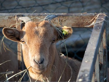 Evcil keçinin hayatının bir portresini gösteren fotoğraflar. 
