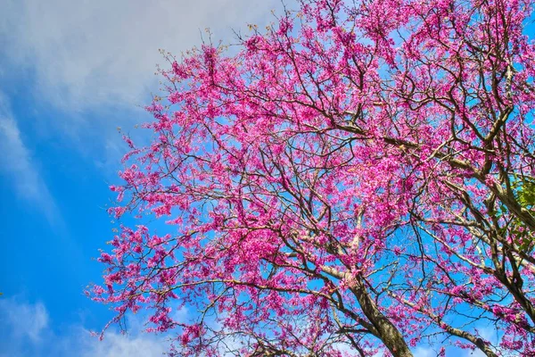 Foto Von Einem Baum Voller Blüte Frühling — Stockfoto