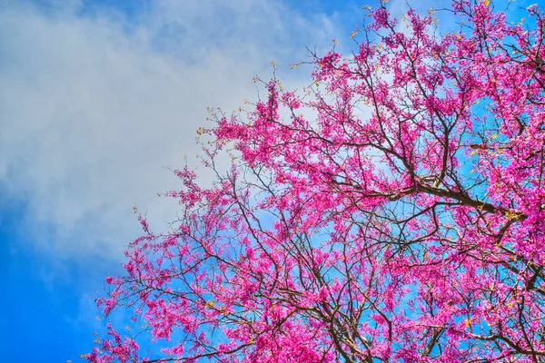 Фотосесія Дерева Повному Розквіті Навесні — стокове фото