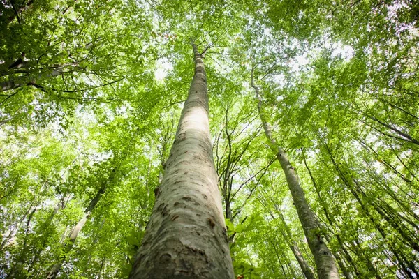 Skogen Och Dess Lummiga Träd Tas Upp Sommarsäsongen — Stockfoto