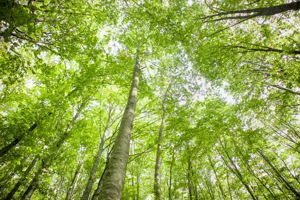 여름철에 삼림과 나무들이 모습을 드러낸 — 스톡 사진