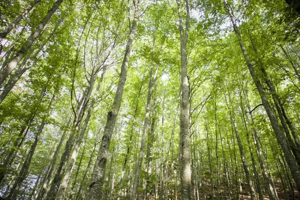 Skogen Och Dess Lummiga Träd Tas Upp Sommarsäsongen — Stockfoto