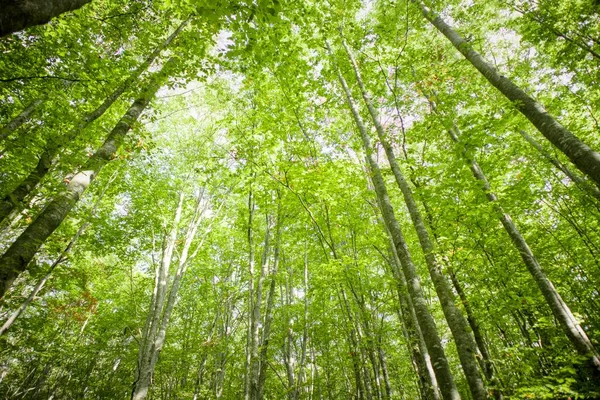 Skogen Och Dess Lummiga Träd Tas Upp Sommarsäsongen — Stockfoto