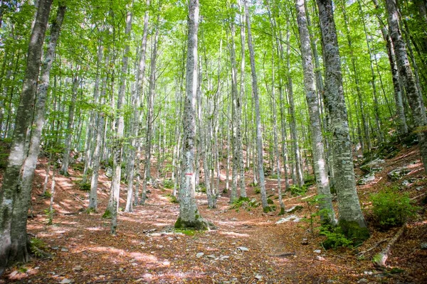 Forest Its Lush Trees Taken Summer Season — Stock Photo, Image