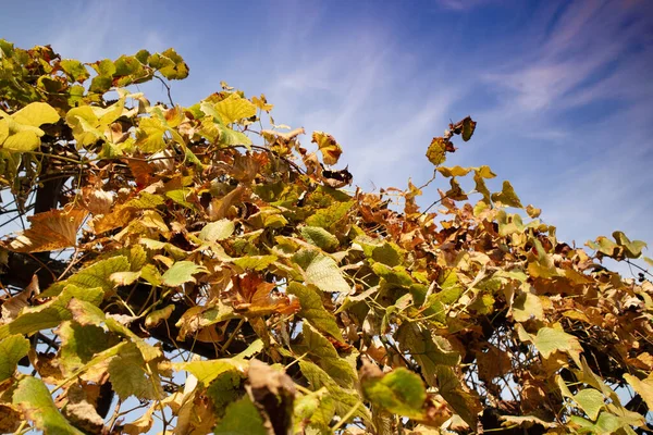 Photo Shoot Cultivated Leaves Vine Autumn Season — Stock fotografie