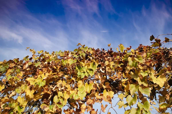 Photo Shoot Cultivated Leaves Vine Autumn Season — Stock Photo, Image