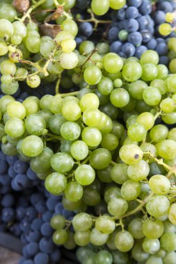 Bir demet üzüm. 