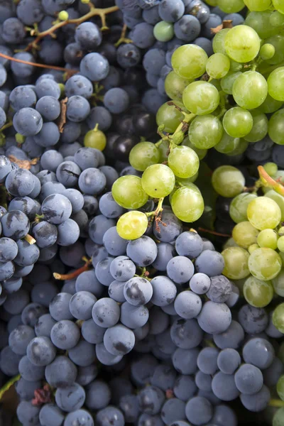 Cacho de uvas — Fotografia de Stock