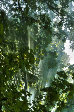 Ormanda güneş ışınları 