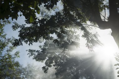 Ormanda güneş ışınları 