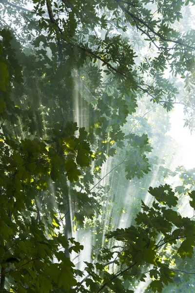 Sunbeams in the forest — Stock Photo, Image