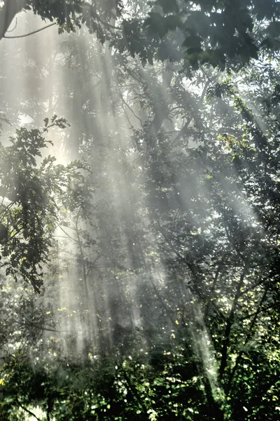 Solstrålar i skogen — Stockfoto