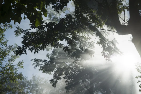 Sunbeams in the forest — Stock Photo, Image