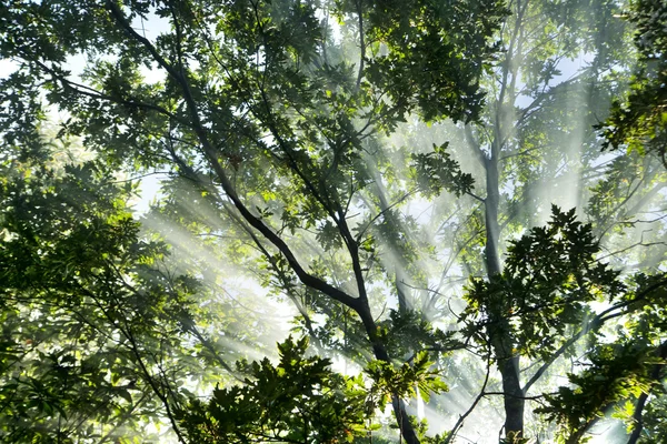 Raggi di sole nella foresta — Foto Stock