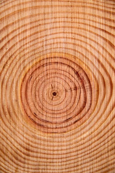 Ringene af fyrretræet - Stock-foto