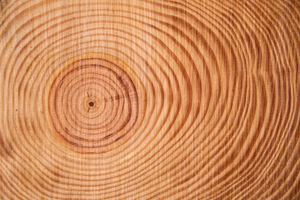 松の木のリング — ストック写真