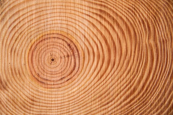 The rings of the pine tree — Stock Photo, Image