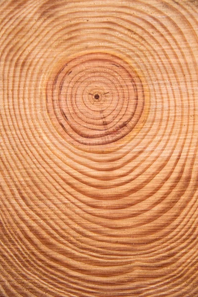 Yüzüklerin çam ağacının