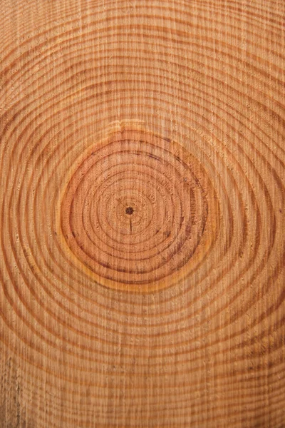 Os anéis do pinheiro — Fotografia de Stock