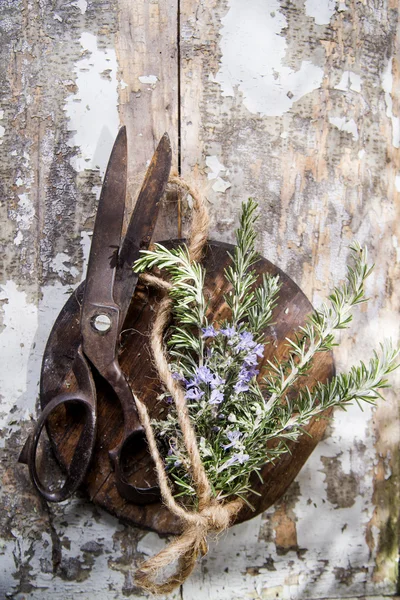 Sprigs of rosemary — Stock Photo, Image