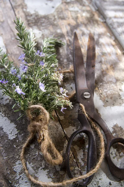 Sprigs of rosemary — Stock Photo, Image