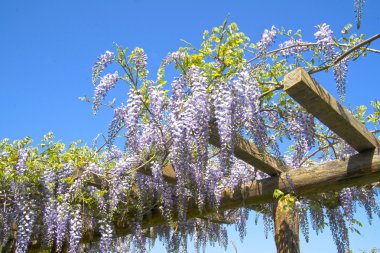 Wisteria çiçek
