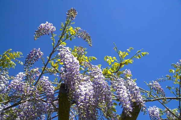 Květina wisteria — Stock fotografie