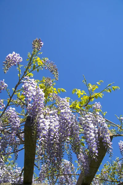 Květina wisteria — Stock fotografie