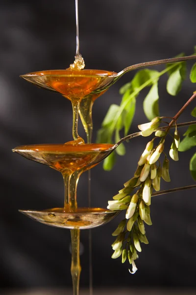 아카시아 꿀 — 스톡 사진