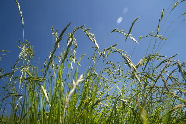 Campo de relva — Fotografia de Stock