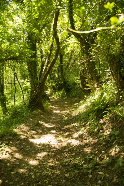 Caminho florestal — Fotografia de Stock