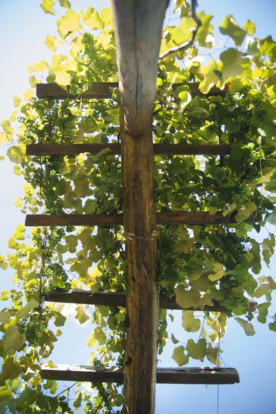 Pergola med vinstockar — Stockfoto