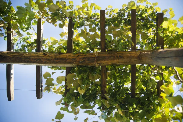 Pergola with vines — Stock Photo, Image