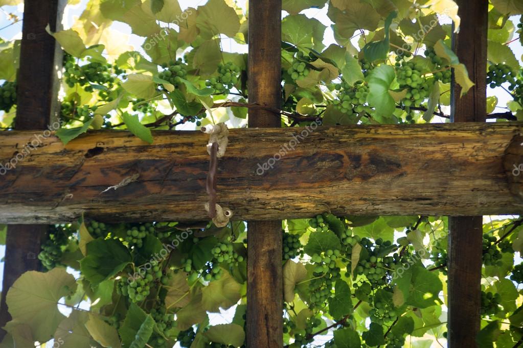 Pérgola con enredaderas — Fotos de Stock © Fotografiche #78078856